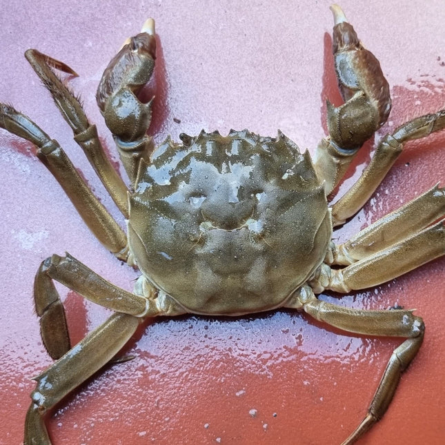 CUA DA CÁI - SIZE 6-7 CON/KG