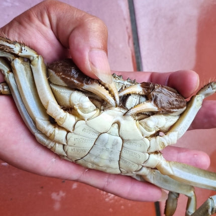 CUA DA ĐỰC - SIZE 7-8 CON/KG