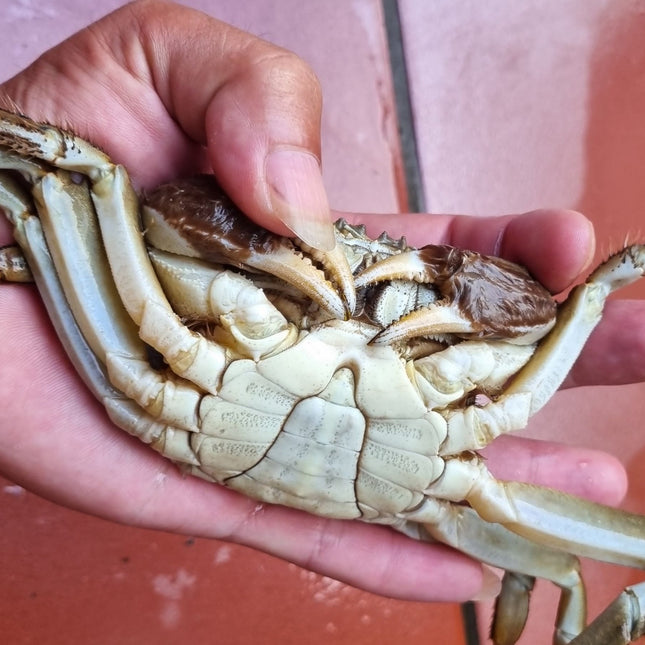 CUA DA ĐỰC - SIZE 7-8 CON/KG