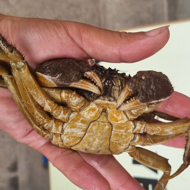 CUA DA ĐỰC - SIZE 5-6 CON/KG