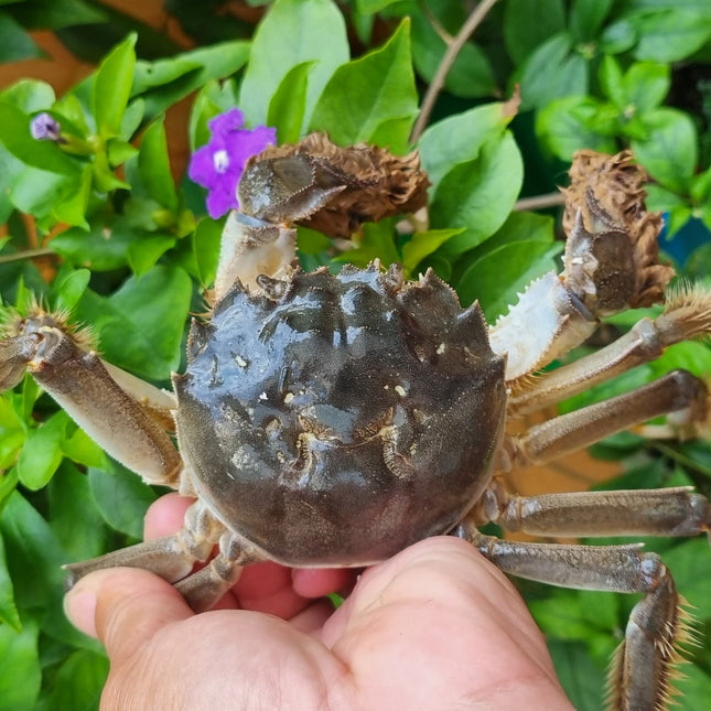CUA DA CÁI - SIZE 8 - 9 CON/KG