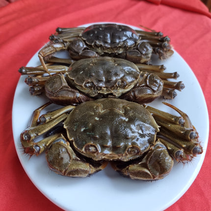 CUA DA ĐỰC - SIZE 4 CON/KG