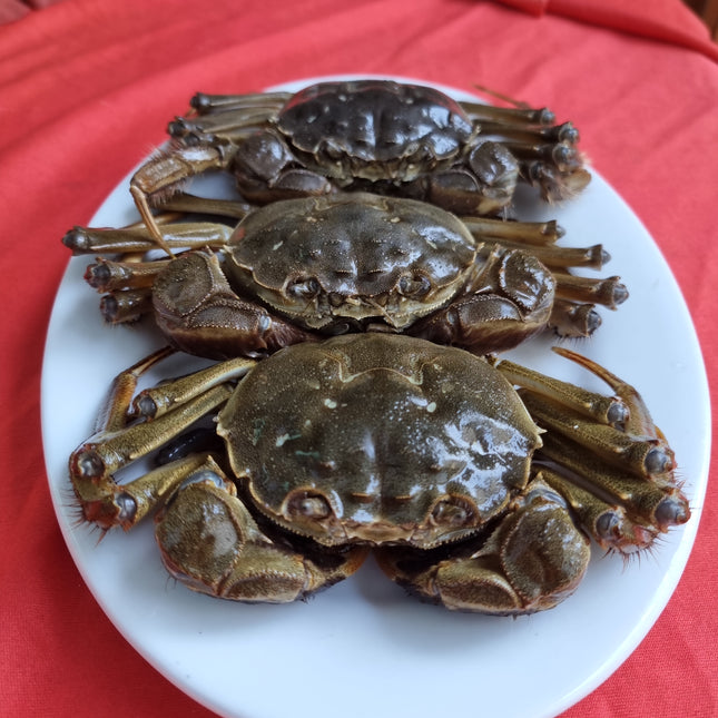 CUA DA ĐỰC - SIZE 4 CON/KG