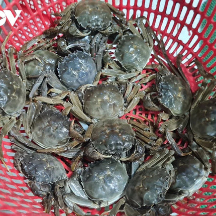 CUA DA CANH- SIZE 40 CON/KG
