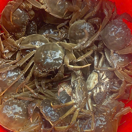 CUA DA CANH- SIZE 80 CON/KG