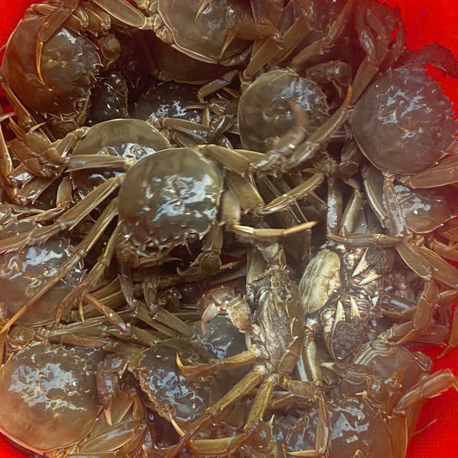 CUA DA CANH- SIZE 80 CON/KG