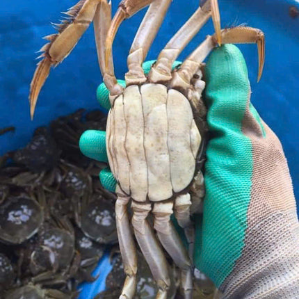 CUA DA CÁI - SIZE 6-7 CON/KG