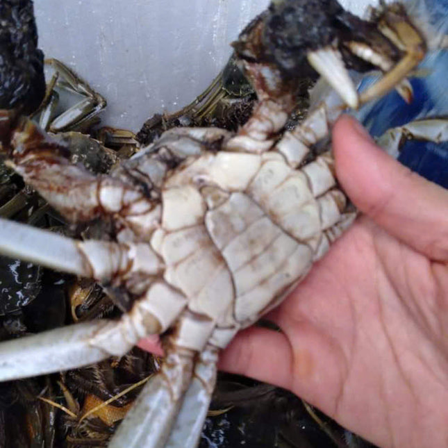CUA DA ĐỰC - SIZE 4 CON/KG