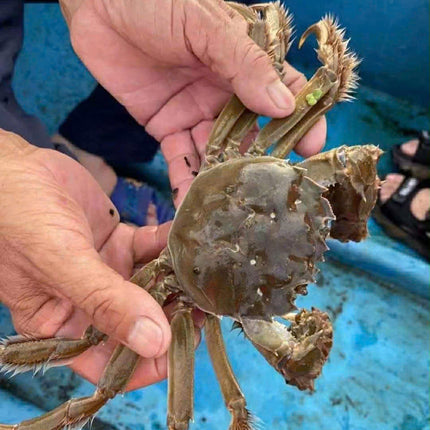 CUA DA ĐỰC - SIZE 4 CON/KG